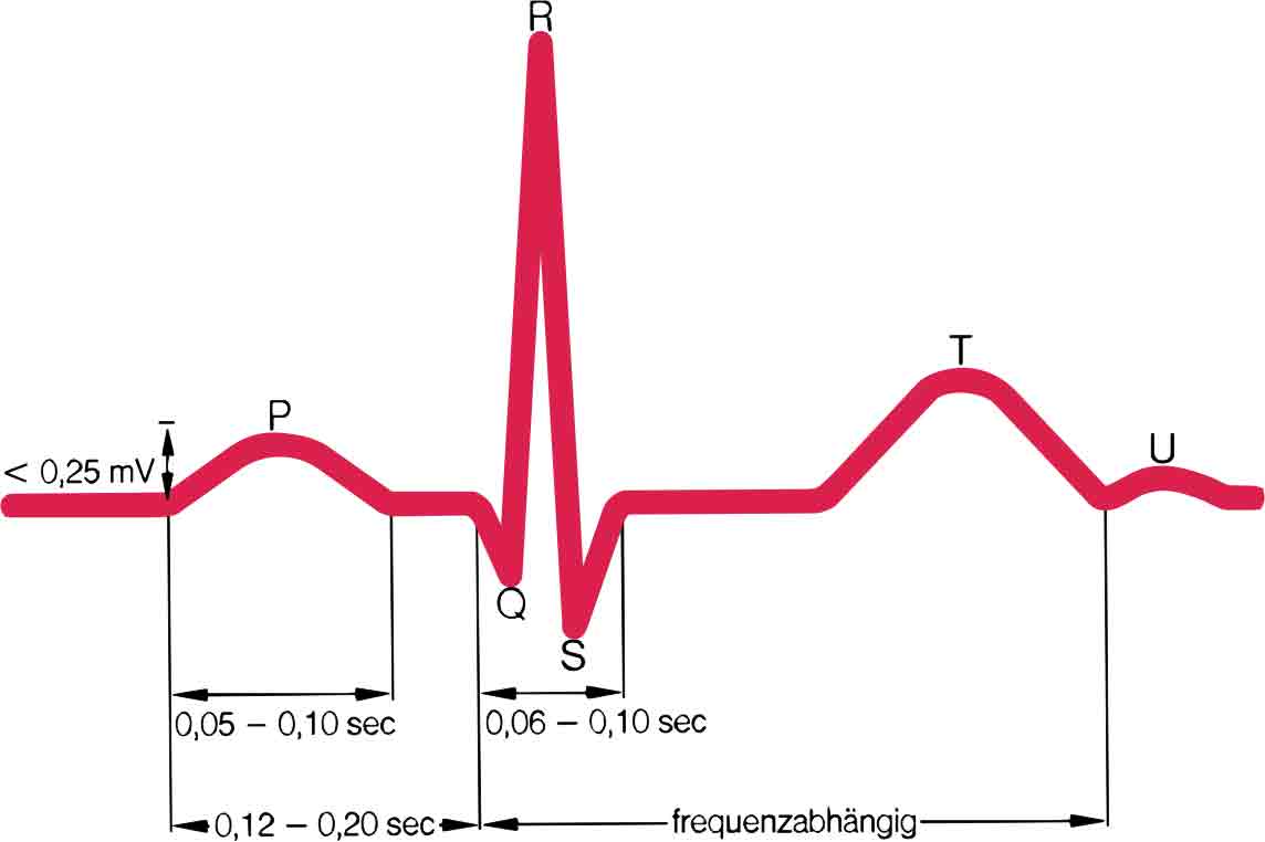 Нарастание зубца. ЭКГ PQRST расшифровка. Зубцы ЭКГ В норме. P QRS T ЭКГ норма. Нормальная электрокардиограмма зубцы и интервалы.